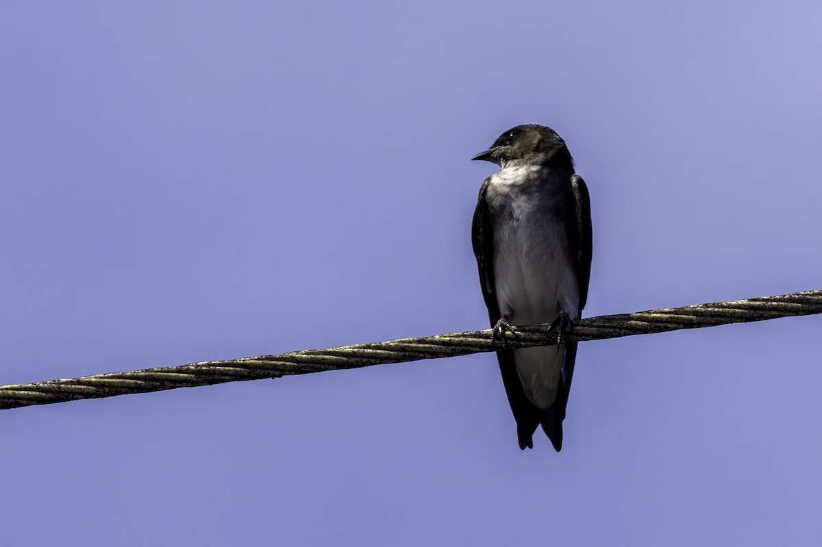 Gri Göğüslü Kırlangıç - ML646800121