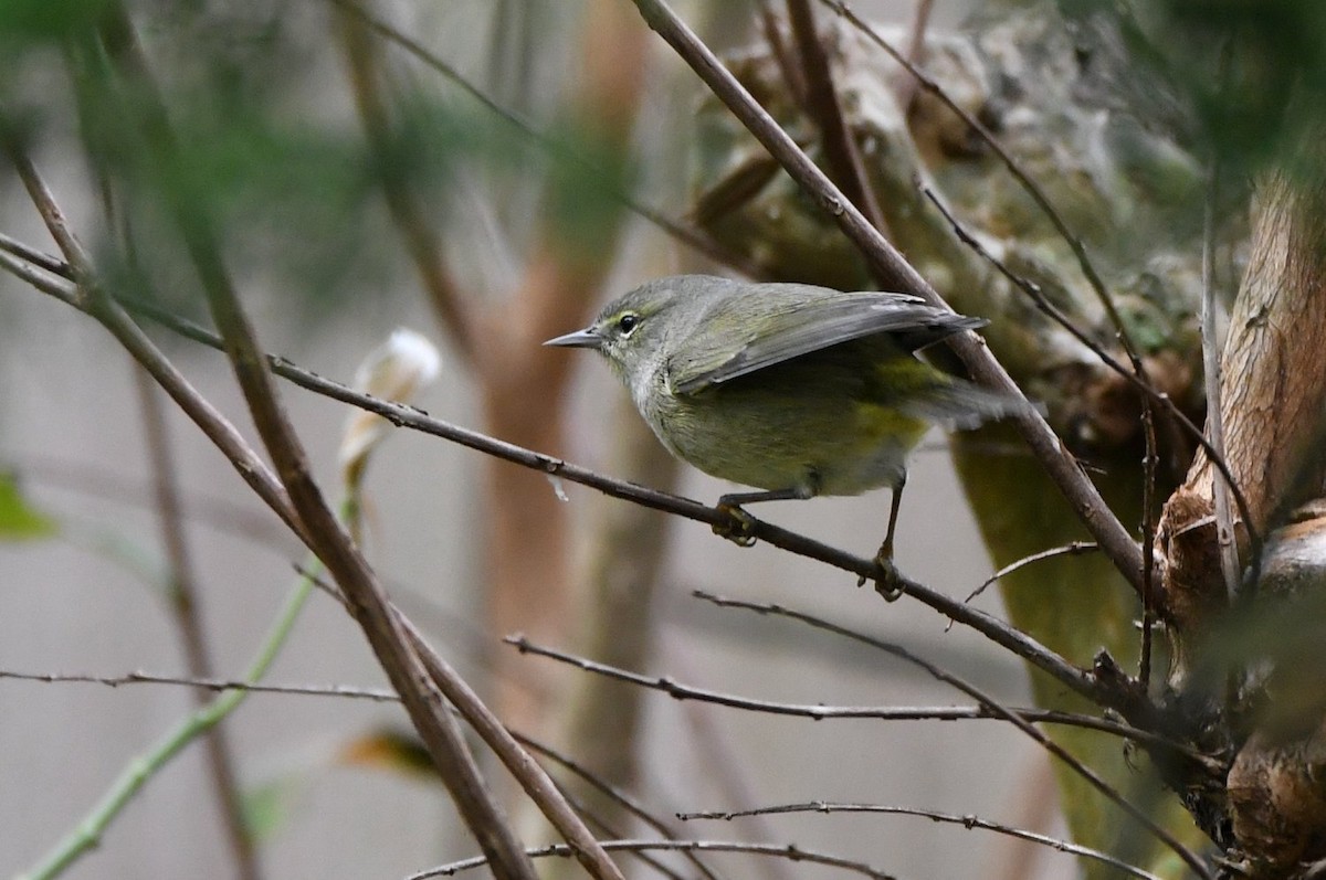 Червоїд оливковий - ML646800122