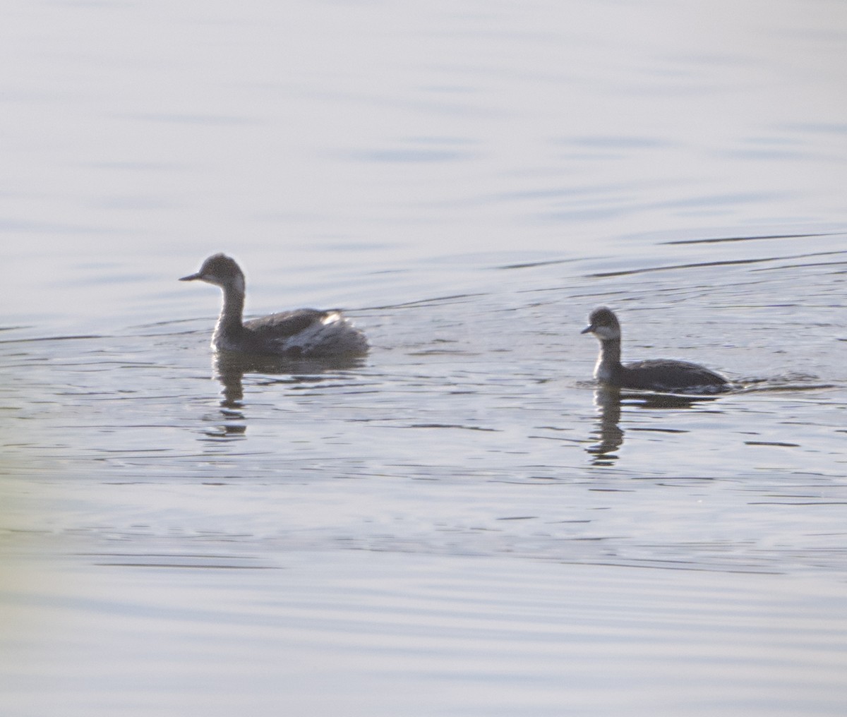 Grèbe à cou noir - ML646800127