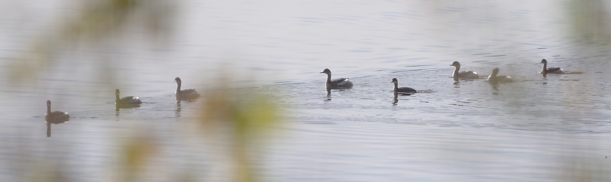 Grèbe à cou noir - ML646800128