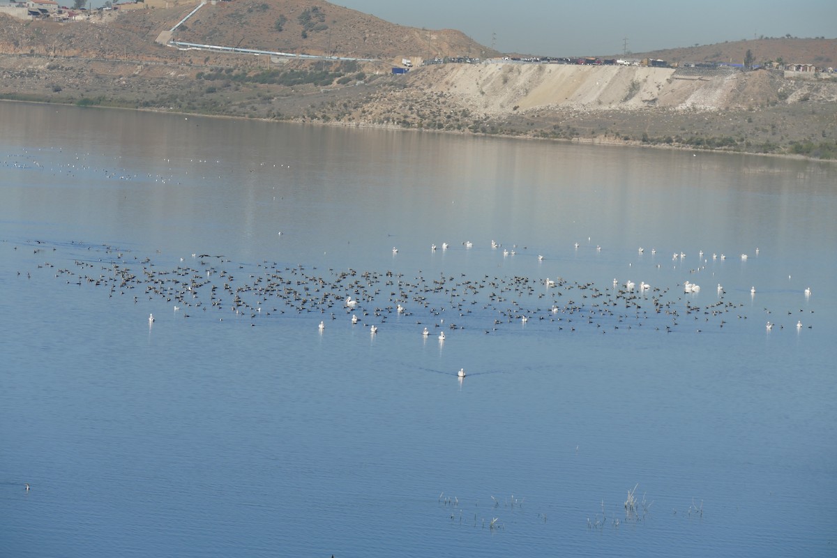Double-crested Cormorant - ML646800133