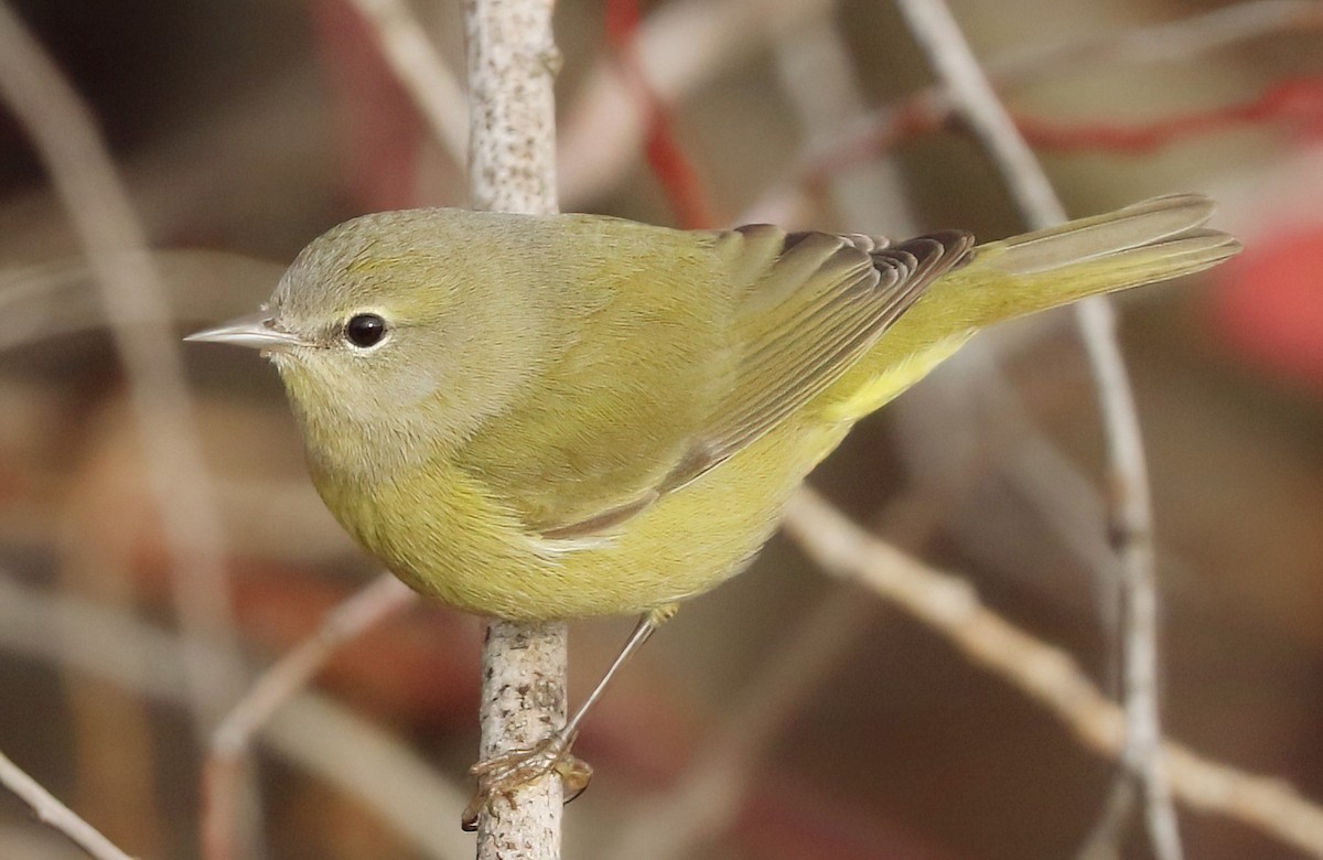 Orange-crowned Warbler - ML646800134