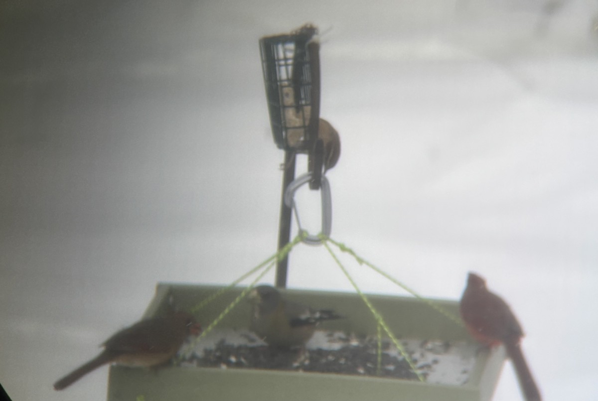 Picogordo Vespertino - ML646800135