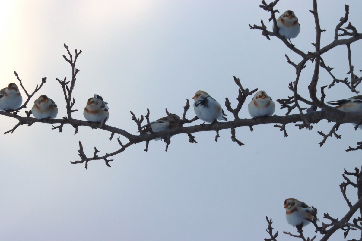 Schneeammer - ML646800136