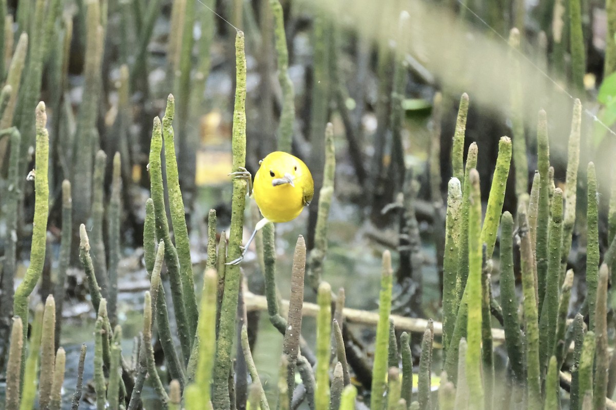 Prothonotary Warbler - ML646800142