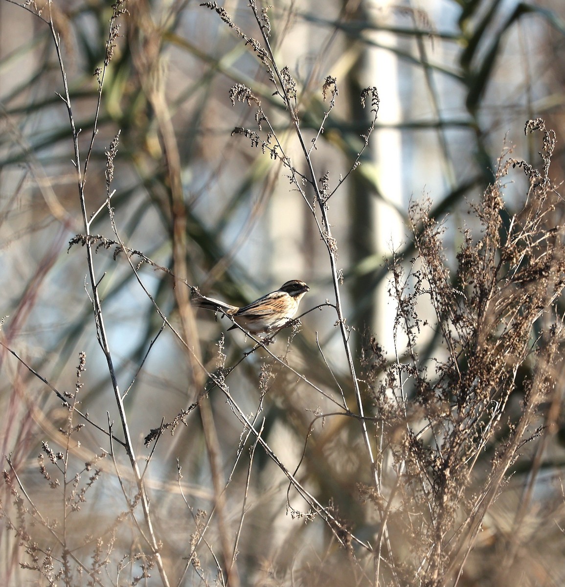 Reed Bunting - ML646800143
