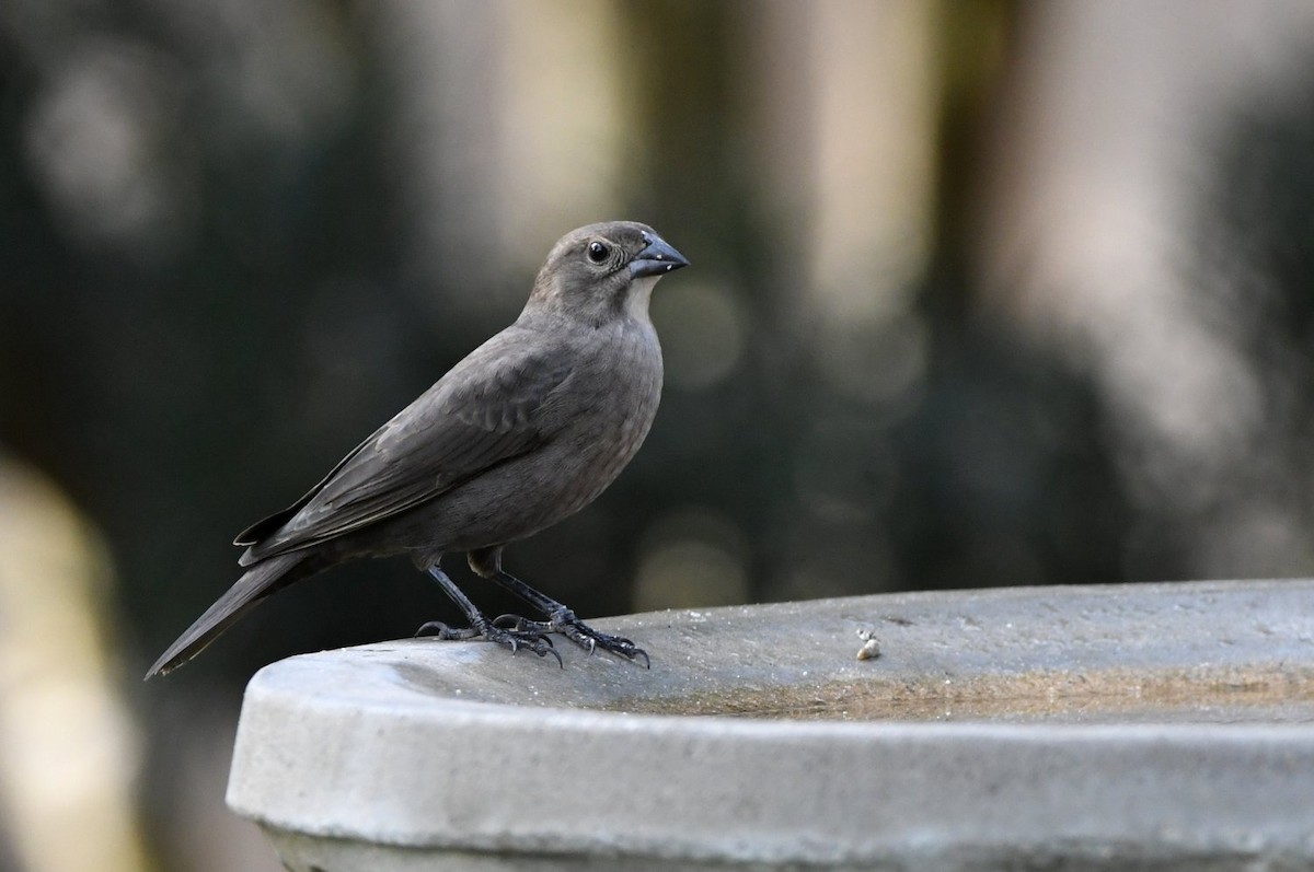 Вашер буроголовий - ML646800145