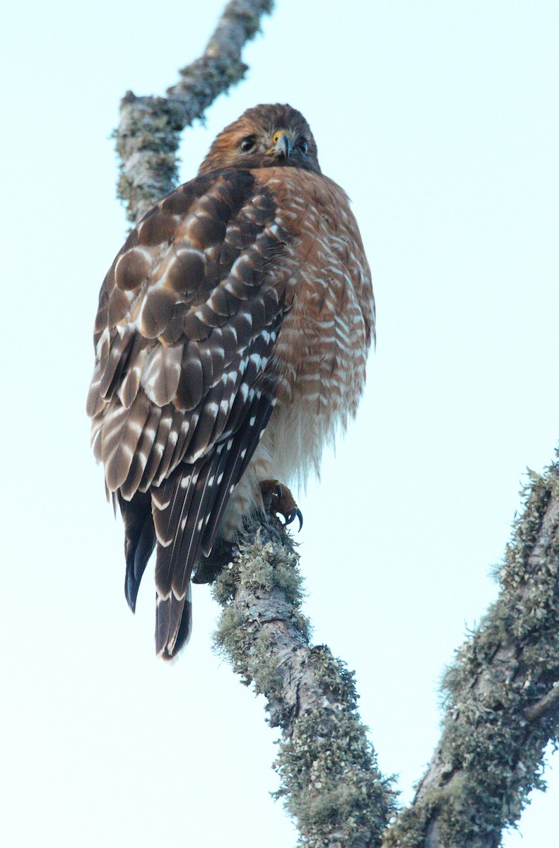 Канюк рудоплечий - ML646800146