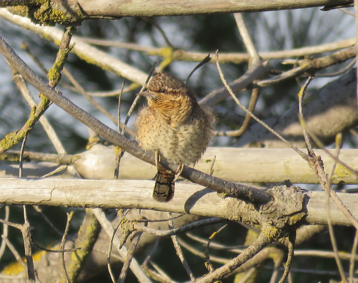 地啄木 - ML646800147