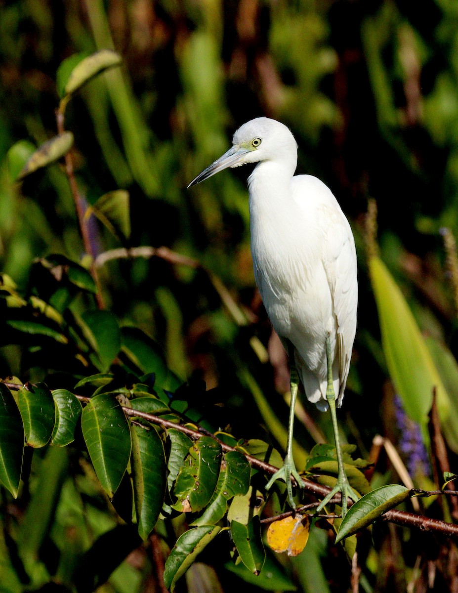 blåhegre - ML646800151