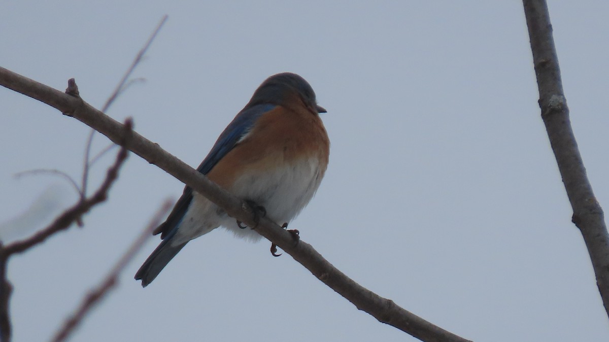 Azulejo Oriental - ML646800153