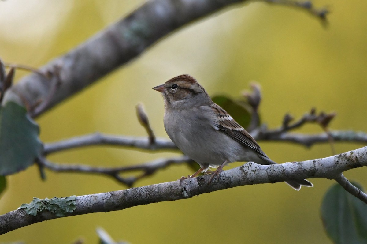 Карнатка білоброва - ML646800164