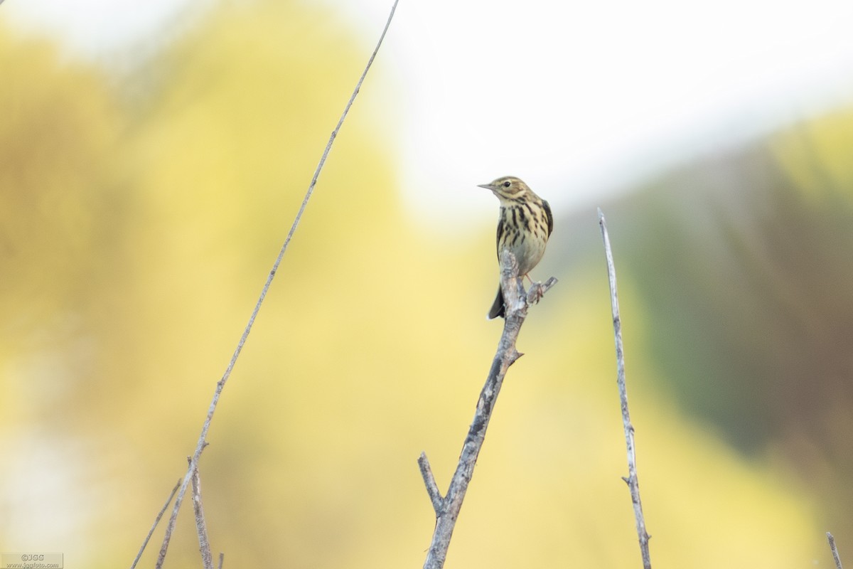 Ağaç İncirkuşu - ML646800165