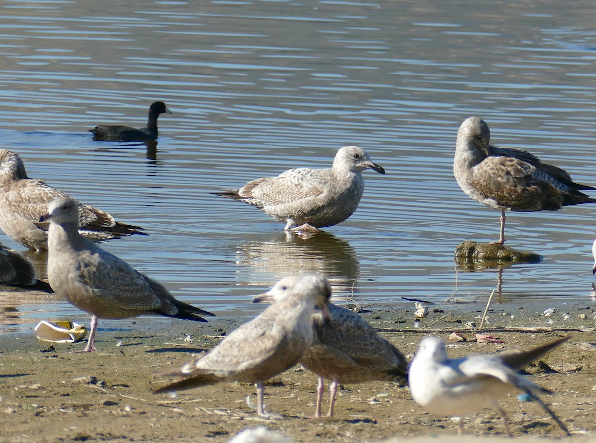 American Herring Gull - ML646800168