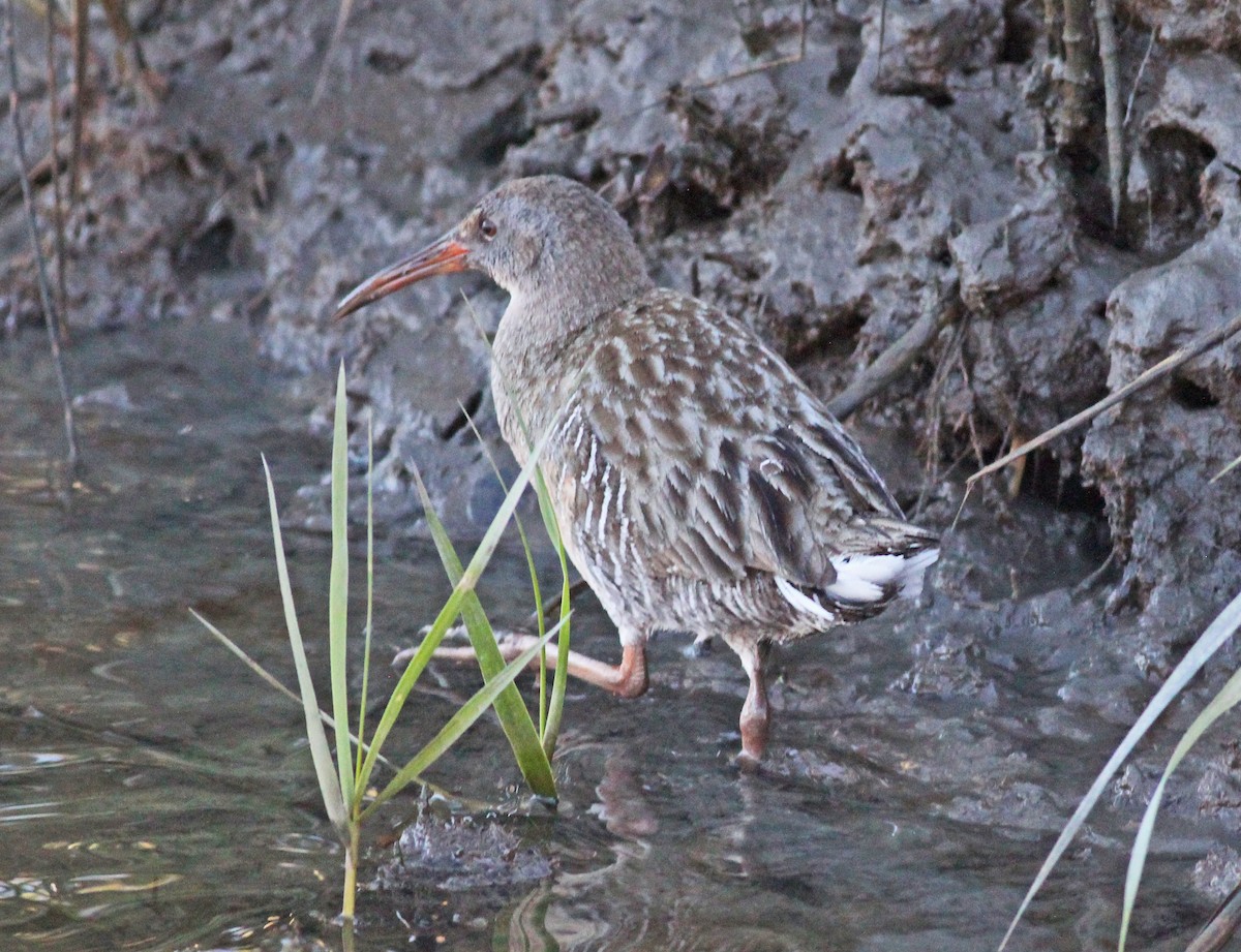 ヒガシオニクイナ - ML646800171
