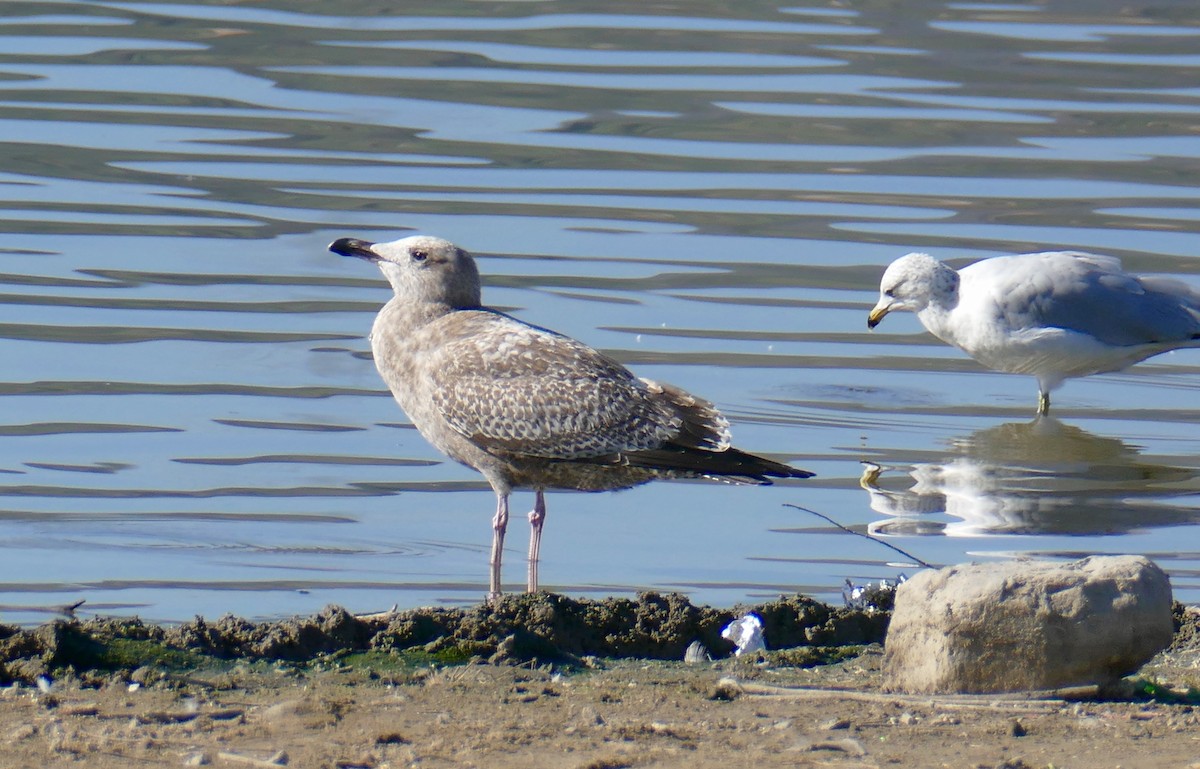 American Herring Gull - ML646800172