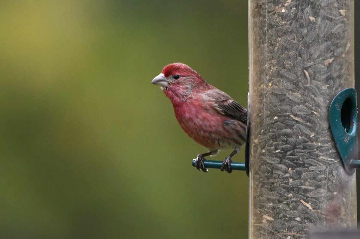 Чечевиця садова - ML646800173