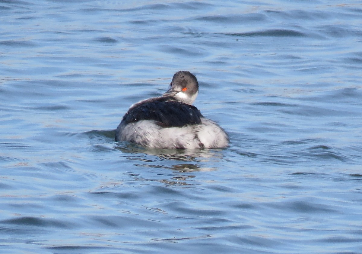 Grèbe à cou noir - ML646800177