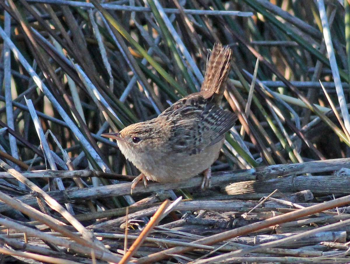 Cucarachero Culibarrado - ML646800180