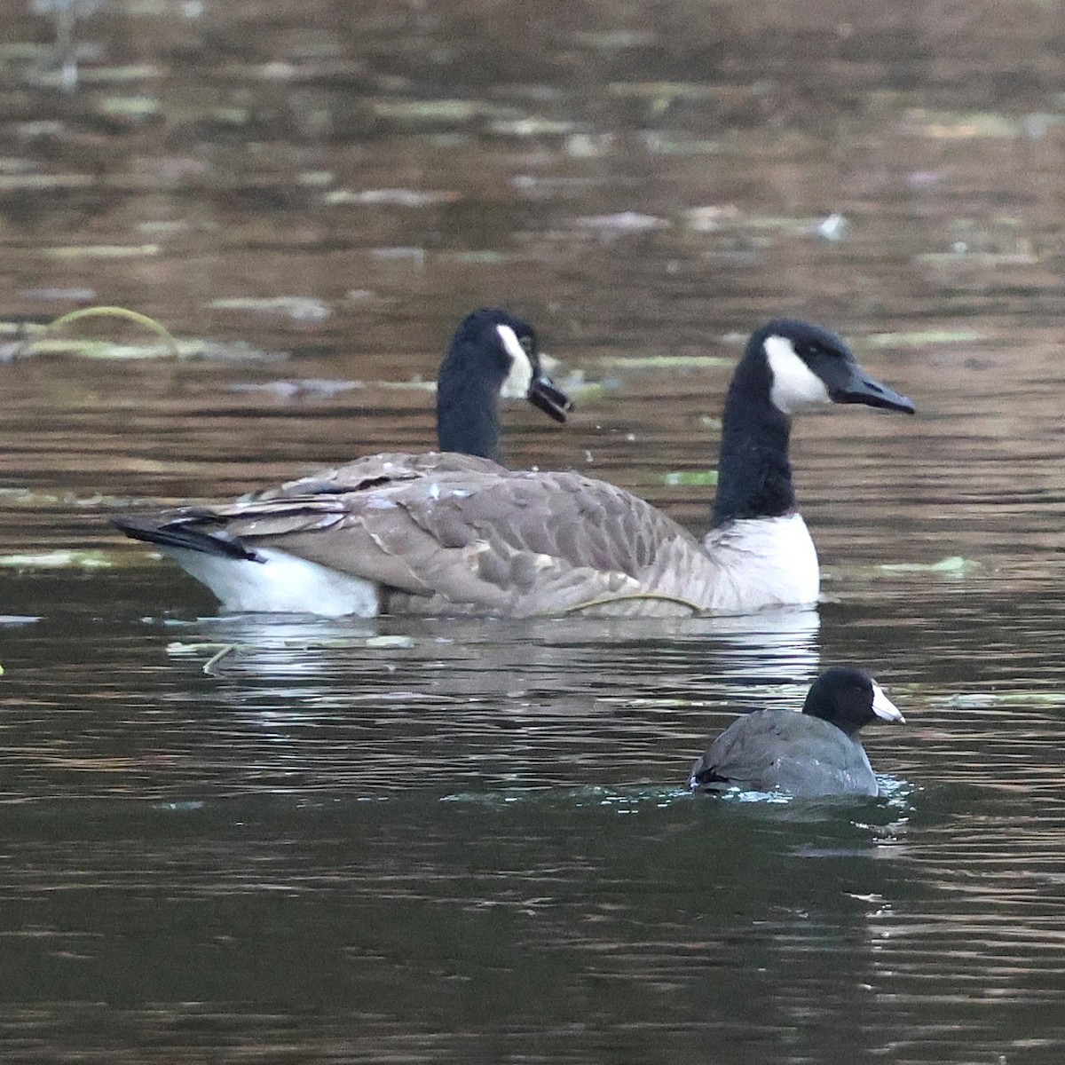 Kanadagans - ML646800181