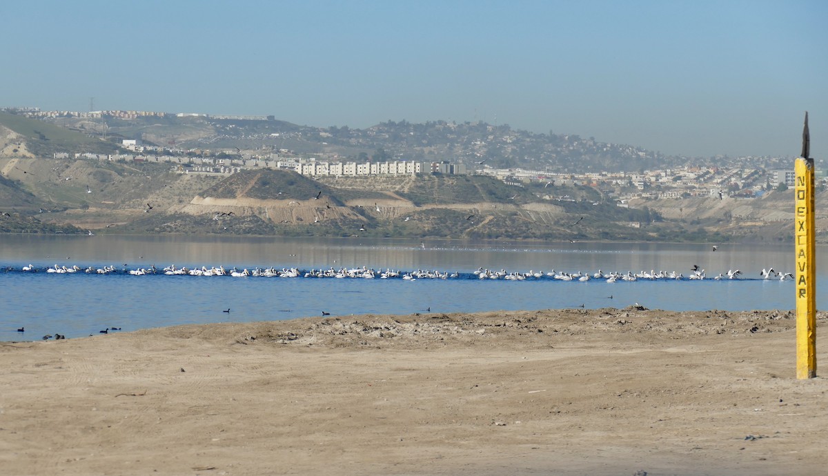 American White Pelican - ML646800183