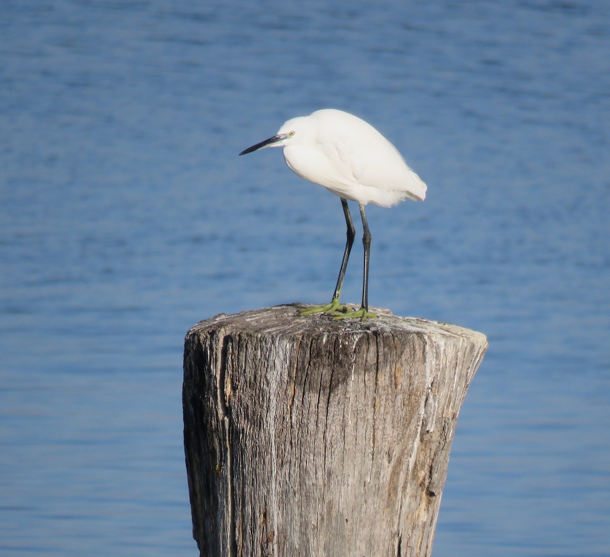 小白鷺 - ML646800184