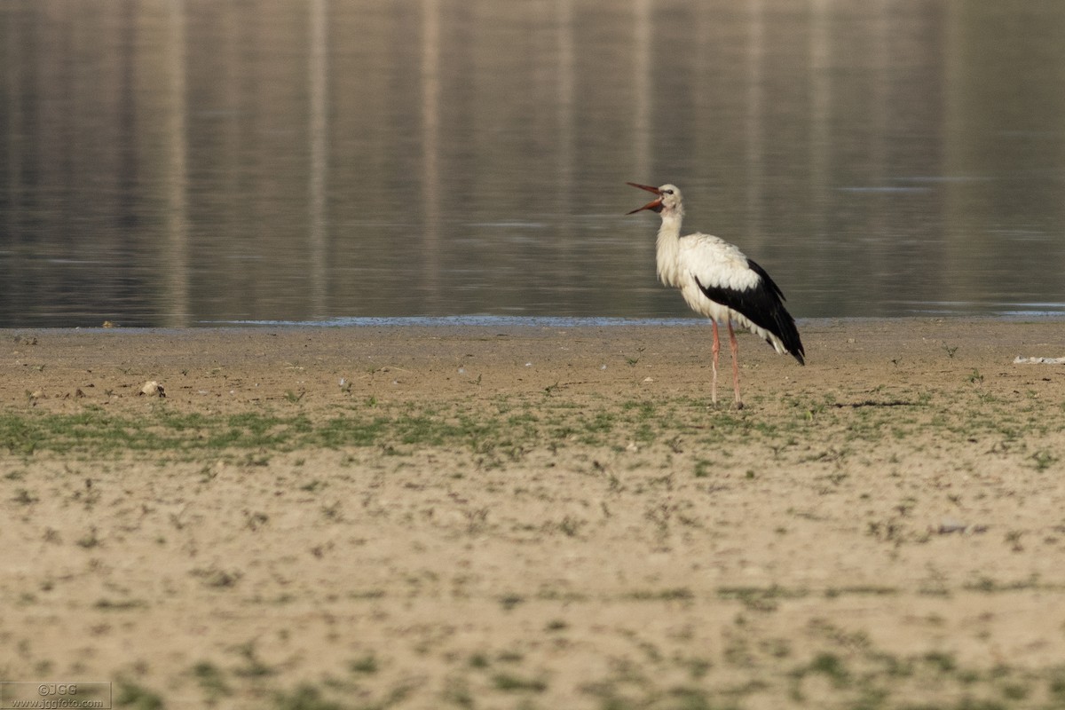 Leylek - ML646800185