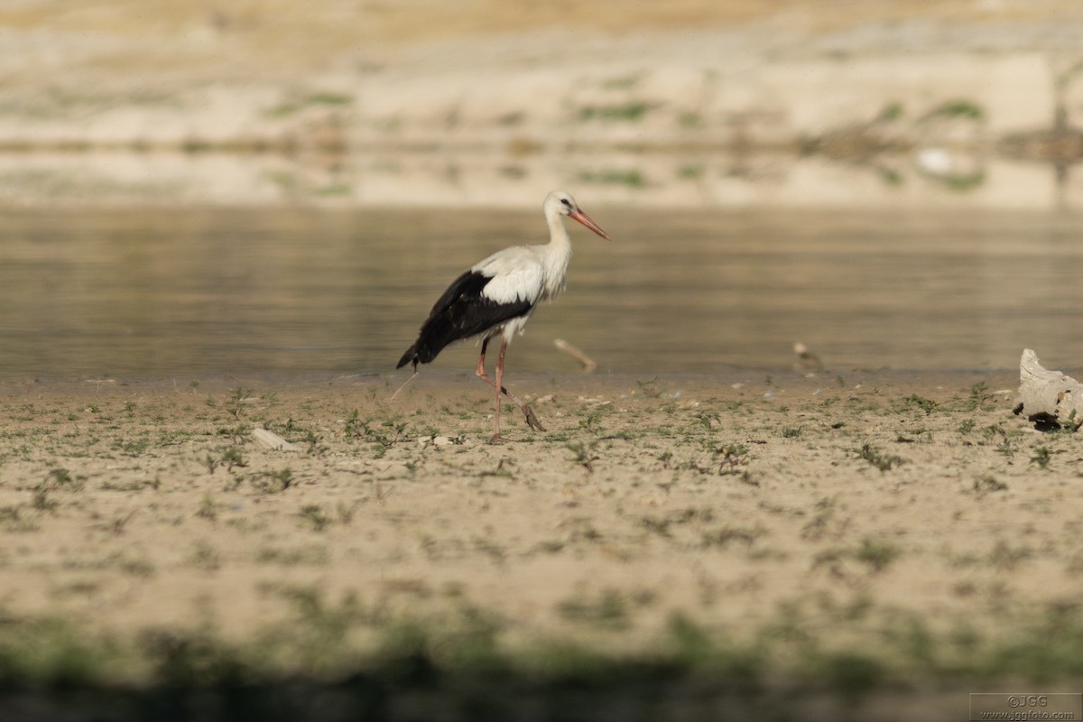 Leylek - ML646800186