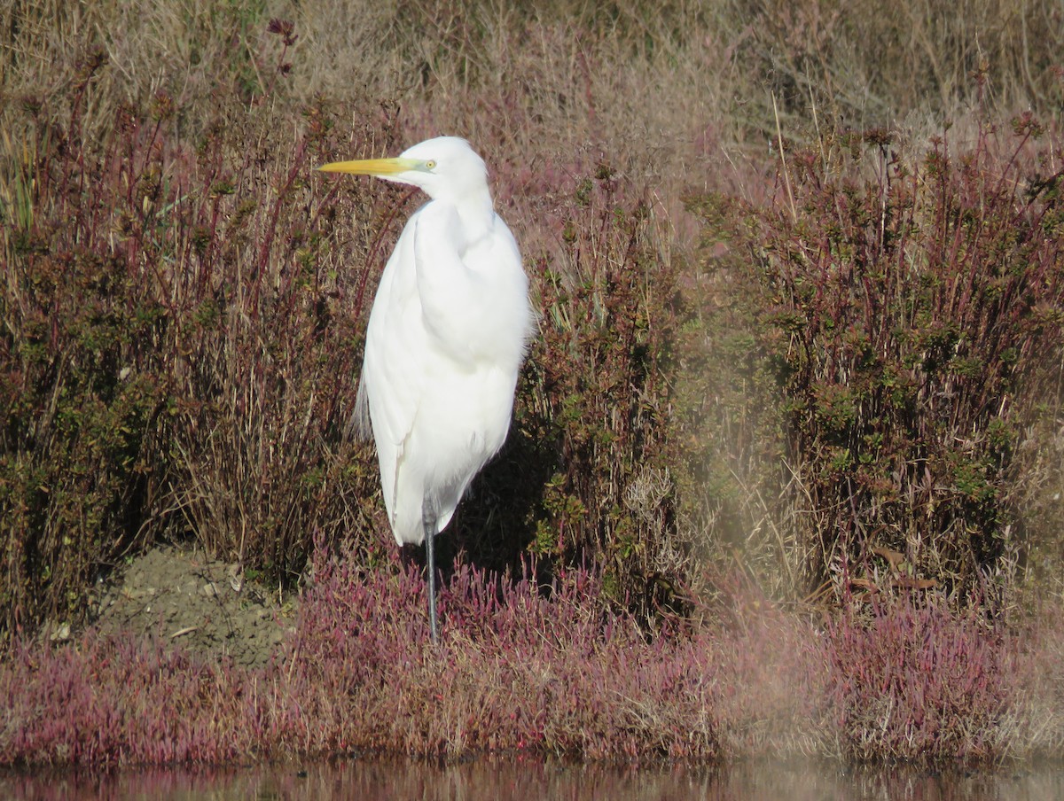 大白鷺 - ML646800187
