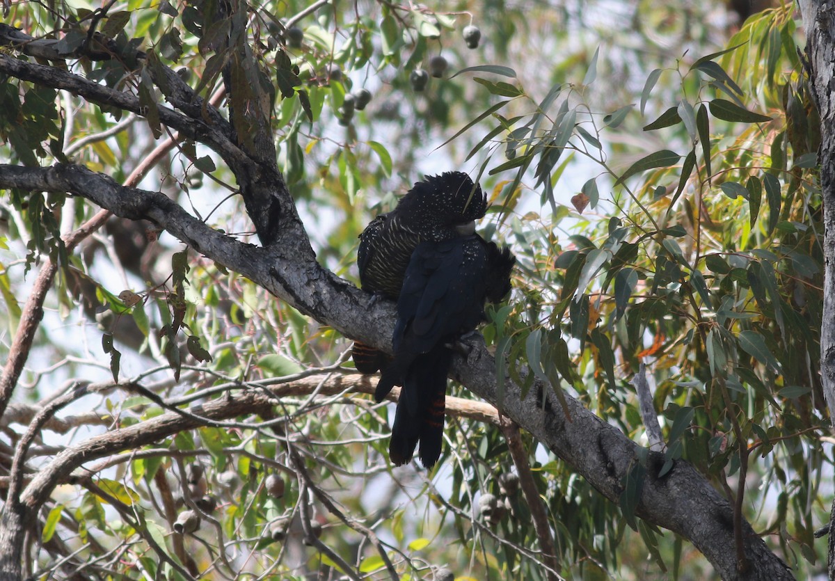 Red-tailed Black-Cockatoo - ML646800188