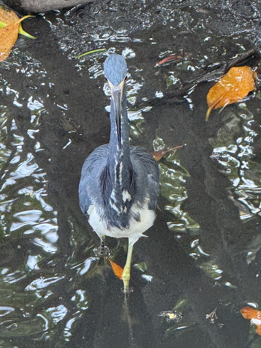 Tricolored Heron - ML646800189
