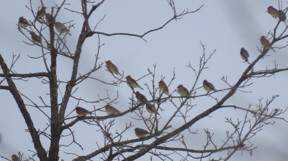 Azulejo Oriental - ML646800190