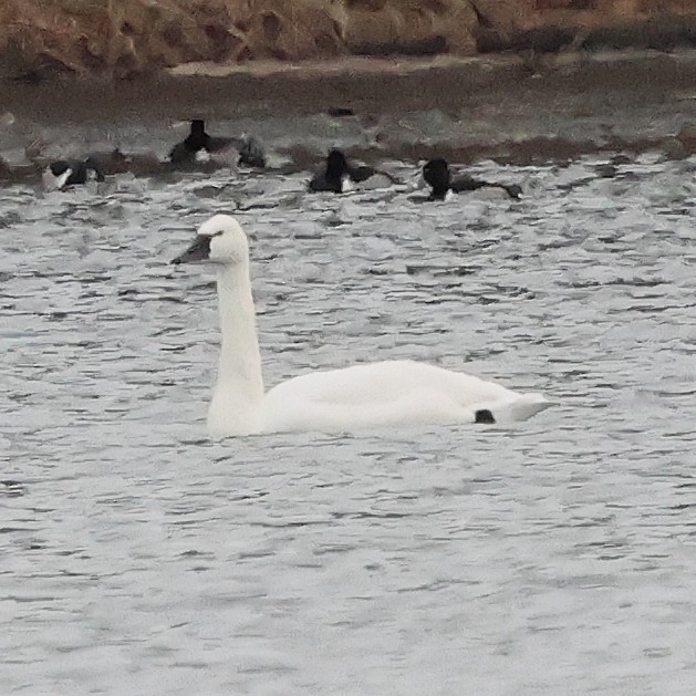 Zwergschwan - ML646800191