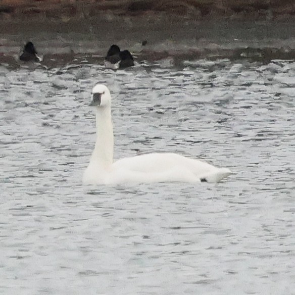 Zwergschwan - ML646800192