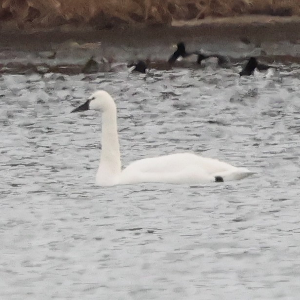 Zwergschwan - ML646800193