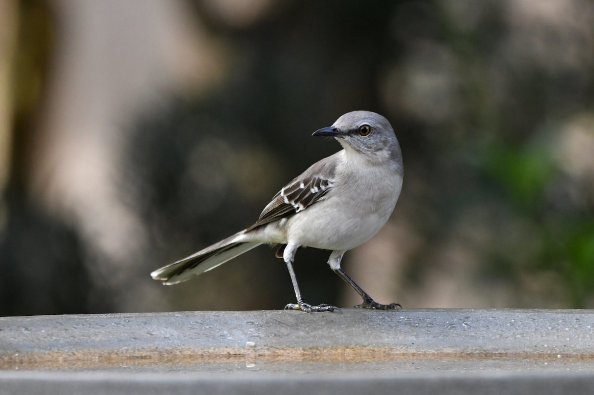 Пересмішник багатоголосий - ML646800194