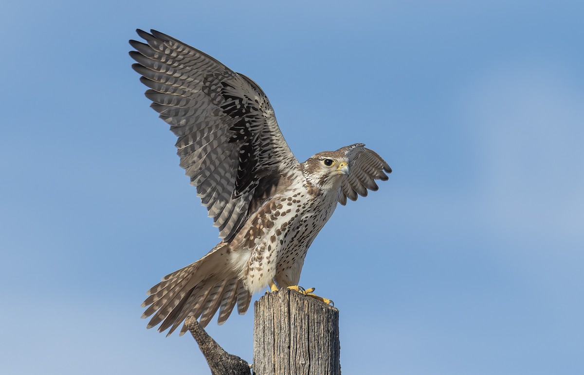 Halcón Mexicano - ML646800197
