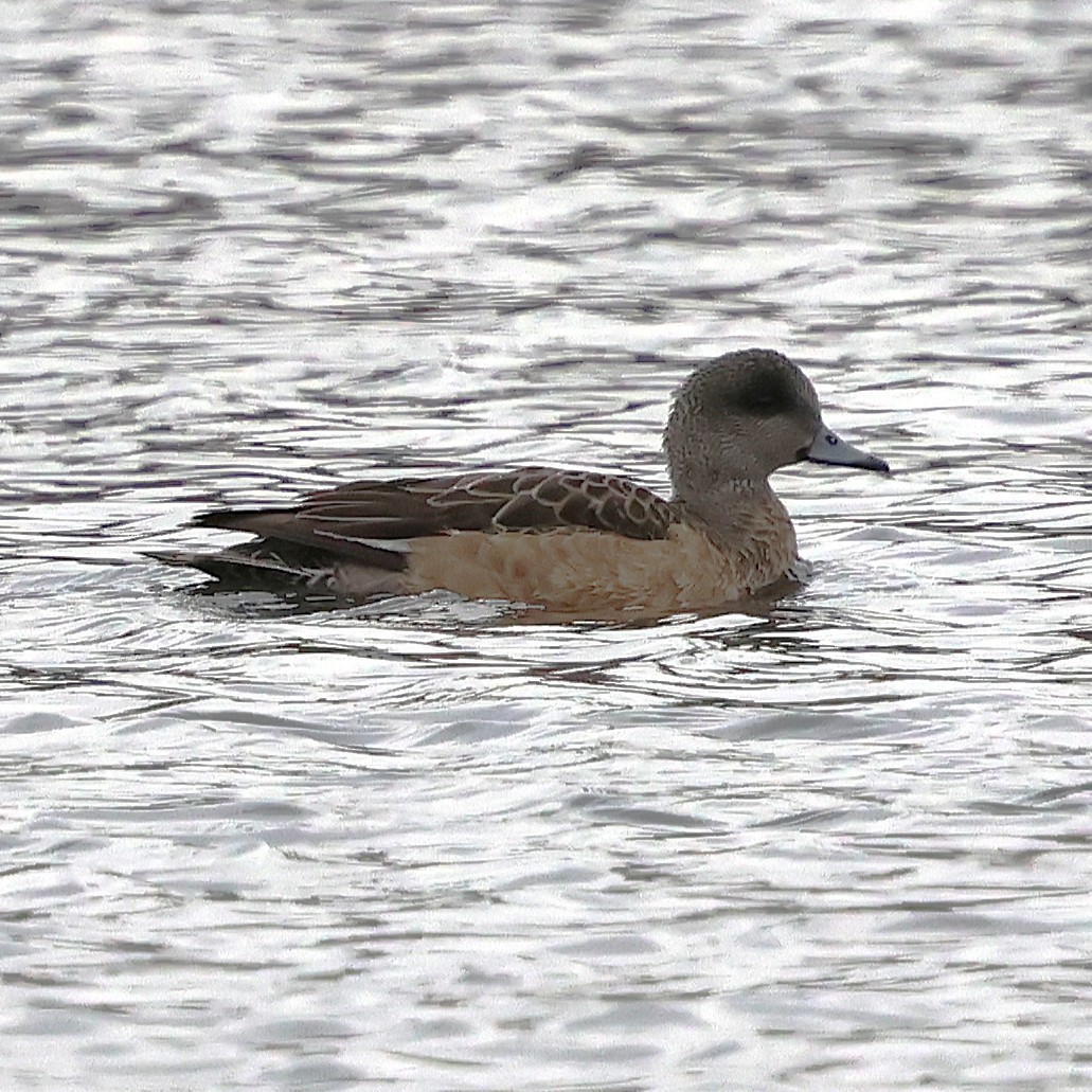 Kanadapfeifente - ML646800198