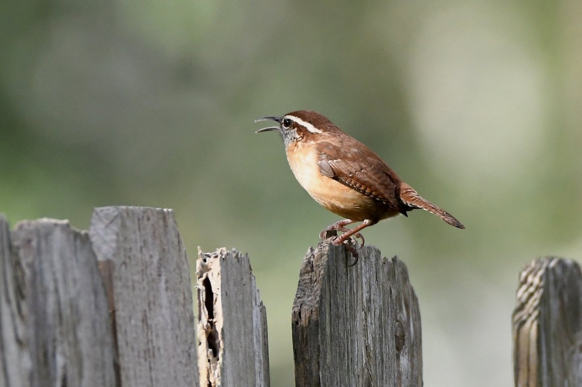 Поплітник каролінський - ML646800204