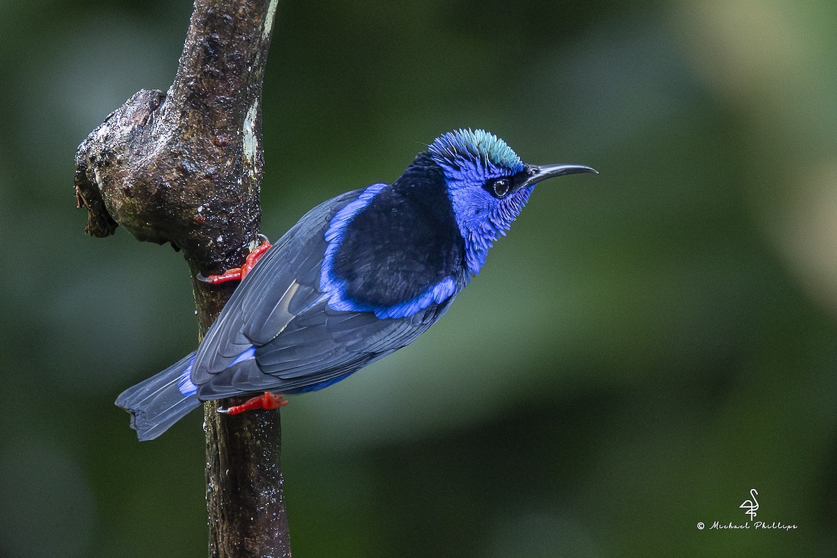 rødbeinhonningkryper - ML646800205