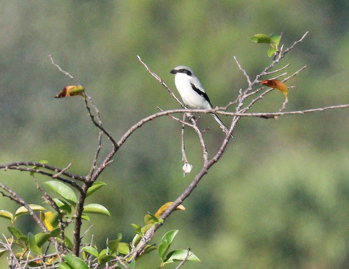 amerikavarsler - ML646800211