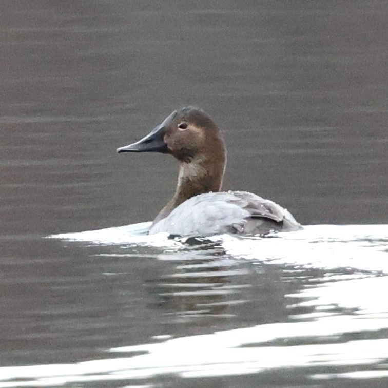 Riesentafelente - ML646800213