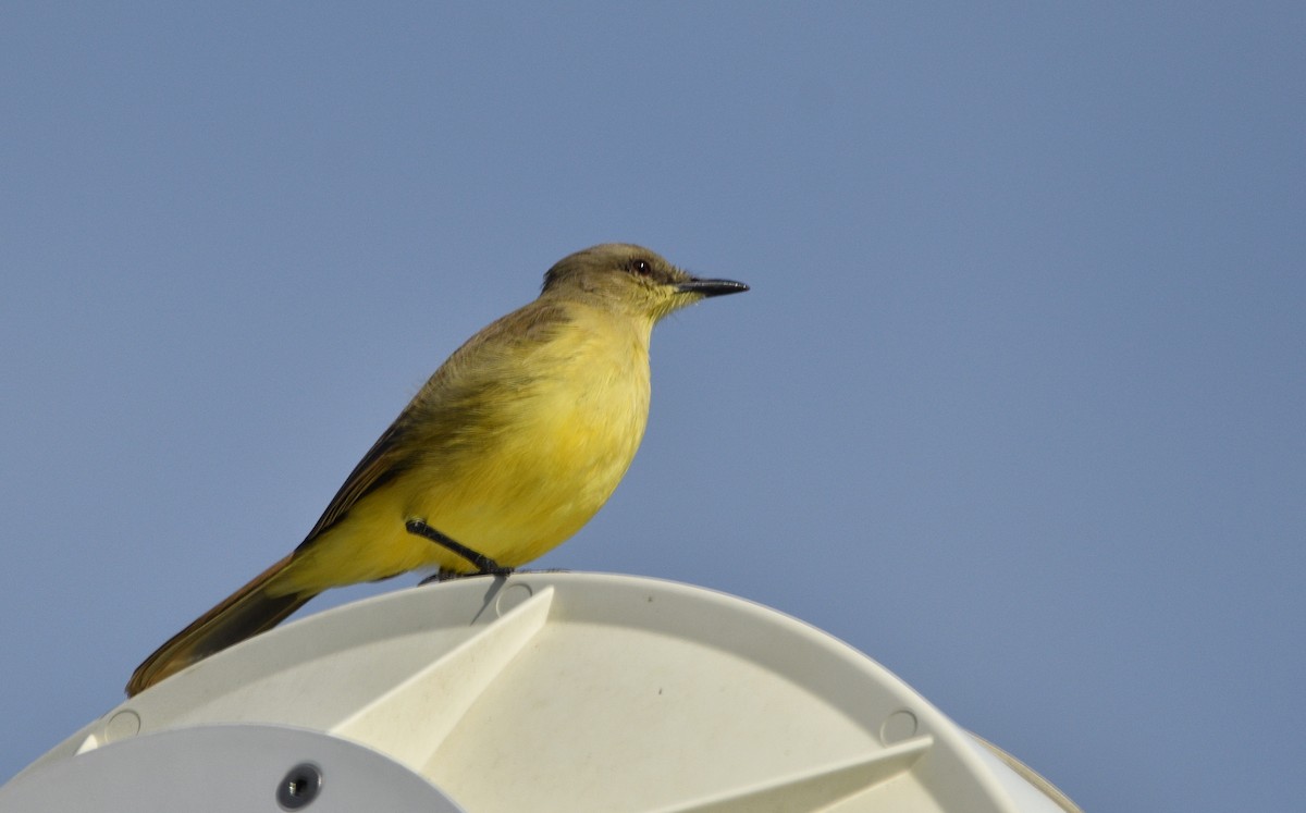 Пікабуї - ML646800219