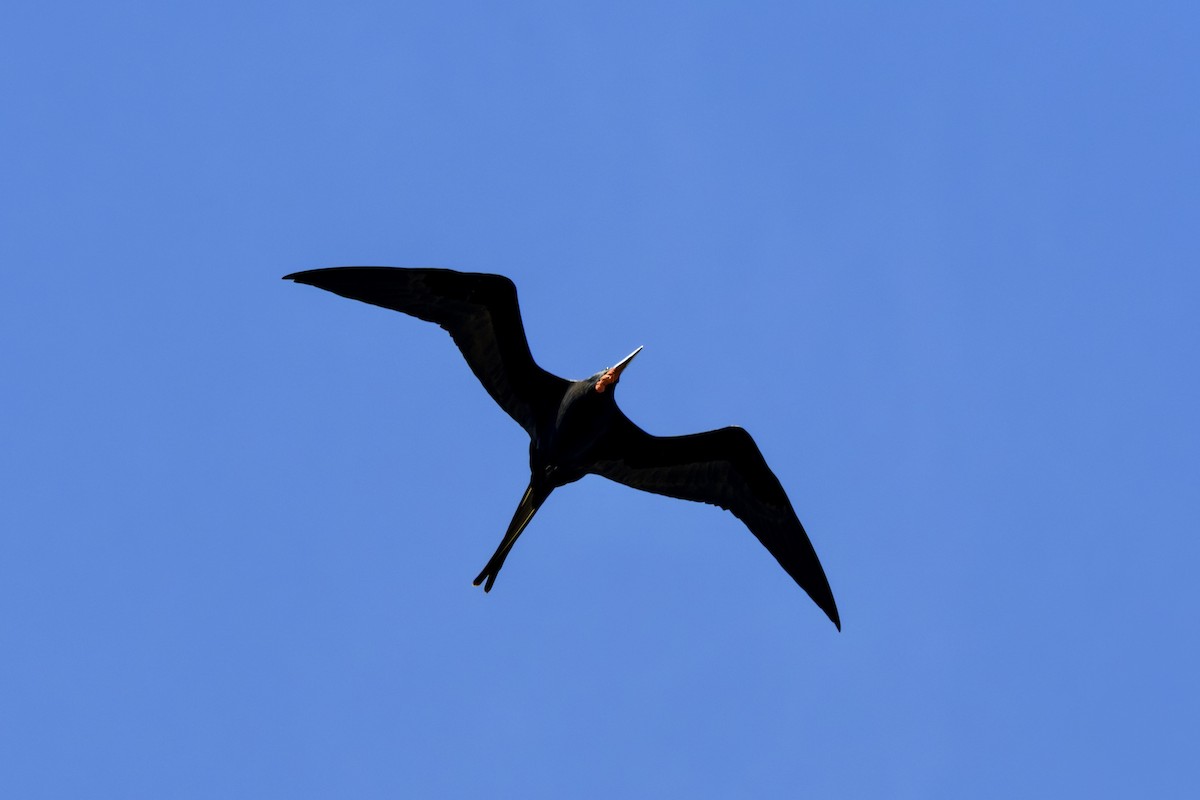 Magnificent Frigatebird - ML646800223