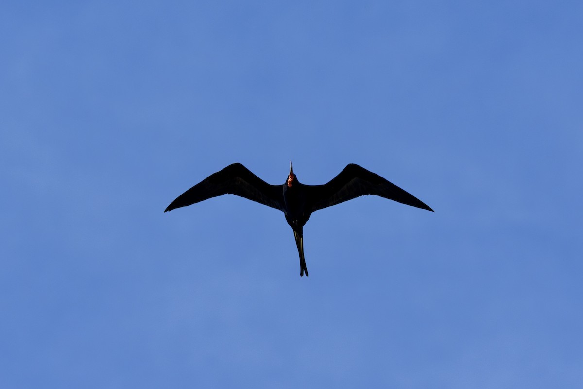 Magnificent Frigatebird - ML646800224