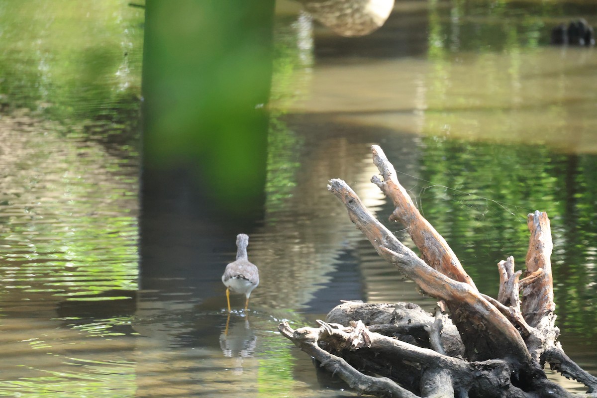 Greater Yellowlegs - ML646800227