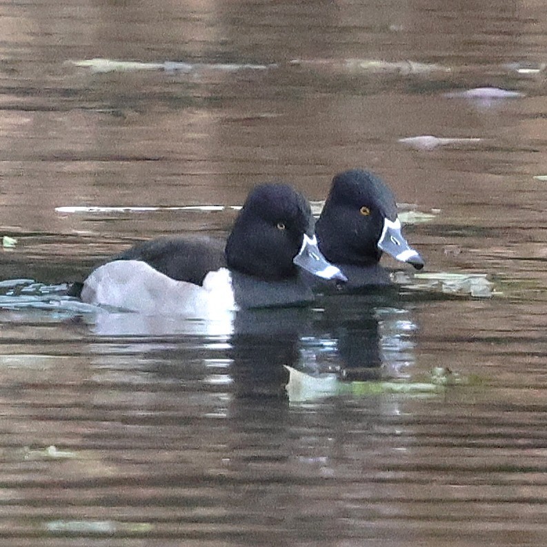 Ringschnabelente - ML646800230