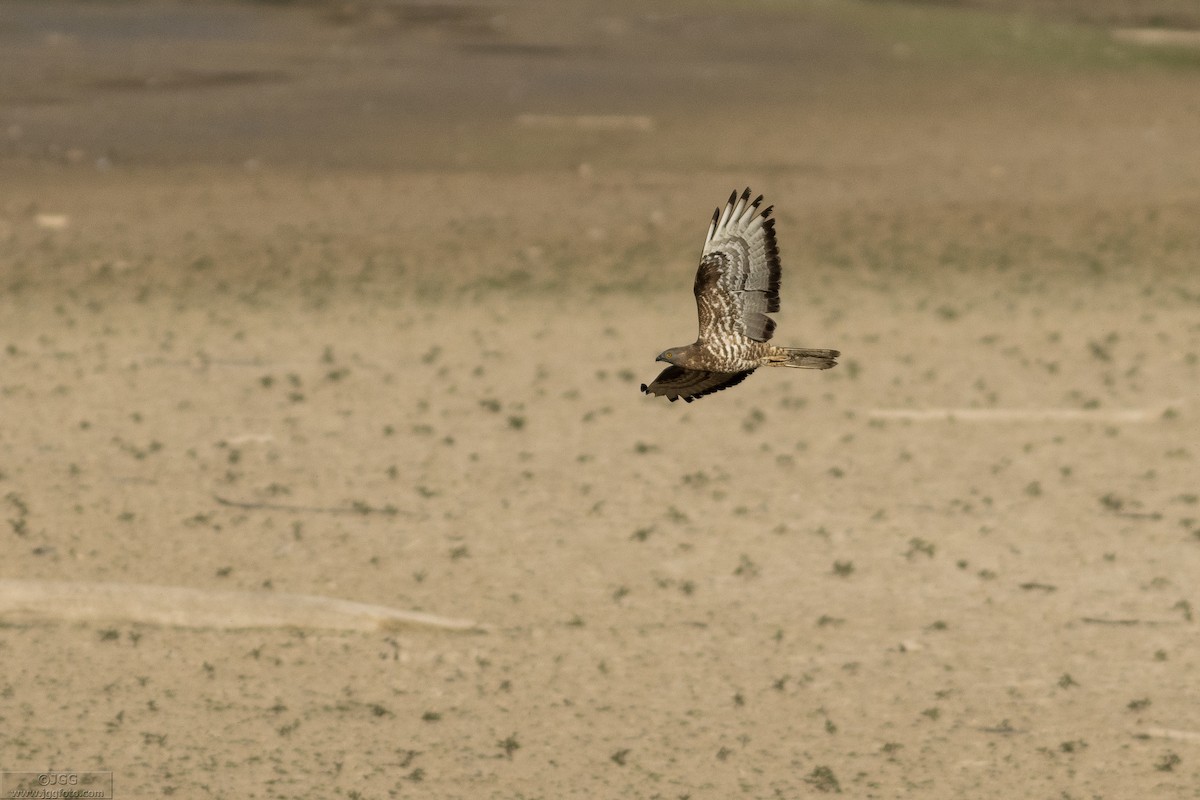 Arı Şahini - ML646800232