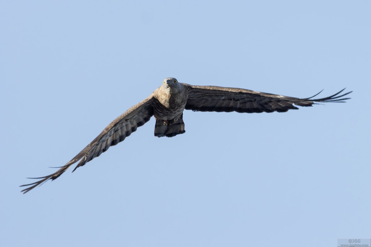 Arı Şahini - ML646800233