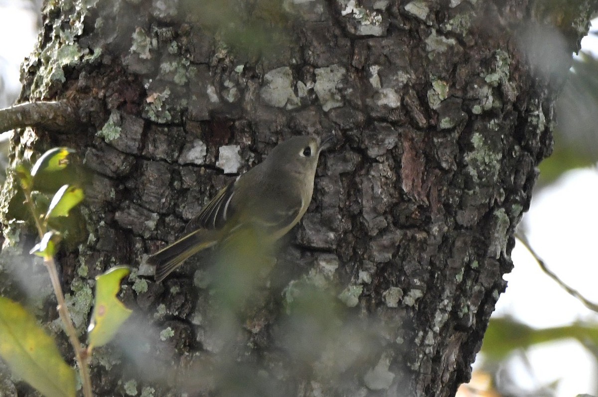 Золотомушка рубіновочуба - ML646800234